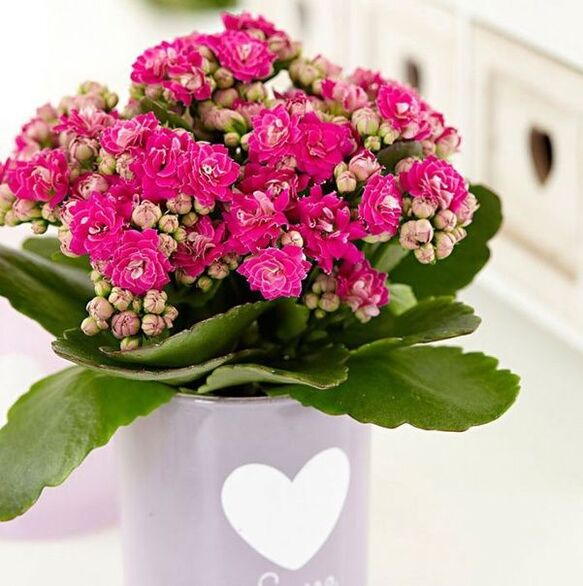 Kalanchoe prostatiidi raviks