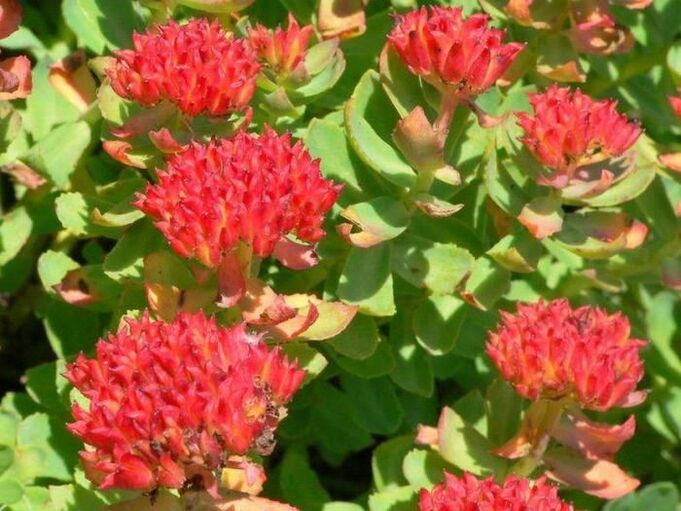 Rhodiola rosea prostatiidi raviks